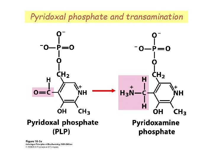 Pyridoxal phosphate and transamination 