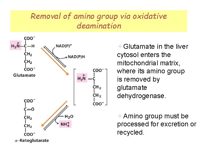Removal of amino group via oxidative deamination Fig 18 -1 Glutamate in the liver