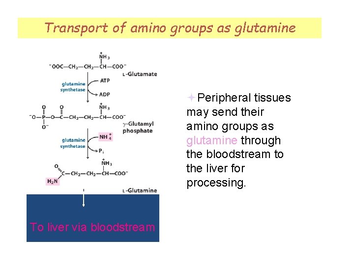 Transport of amino groups as glutamine Peripheral tissues may send their amino groups as