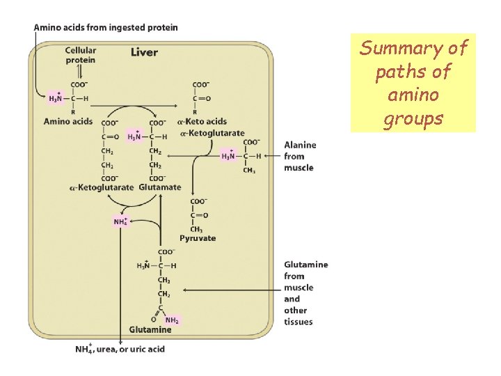 Summary of paths of Fig 18 -1 amino groups 