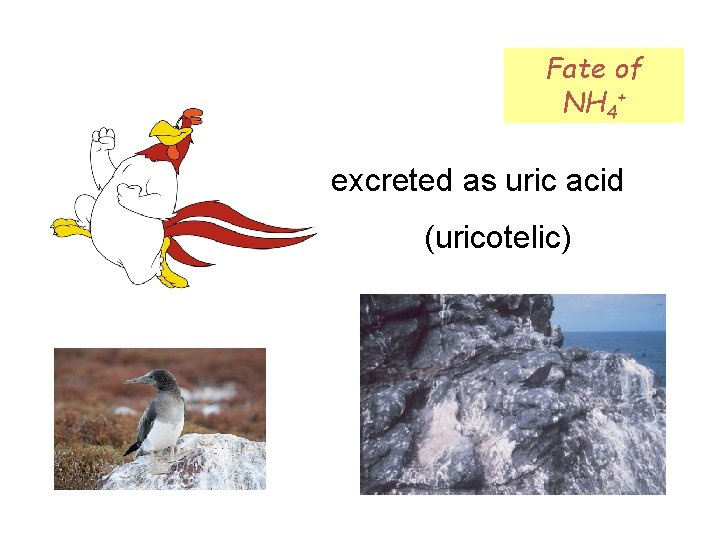 Fate of NH 4+ excreted as uric acid (uricotelic) 