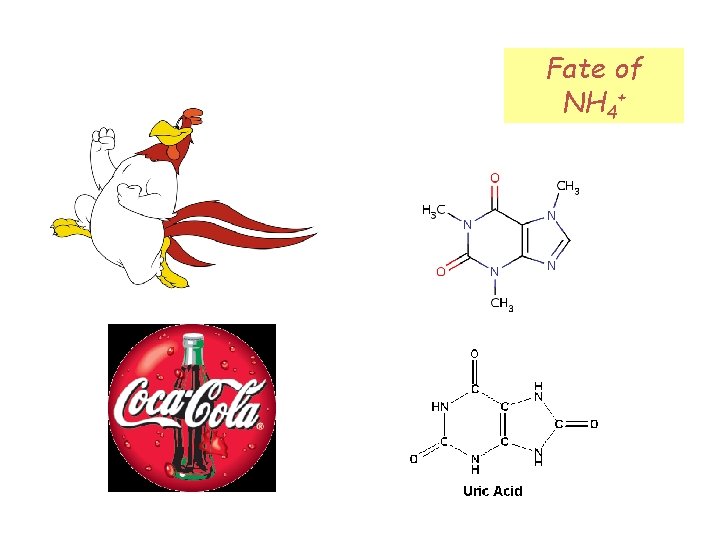 Fate of NH 4+ 