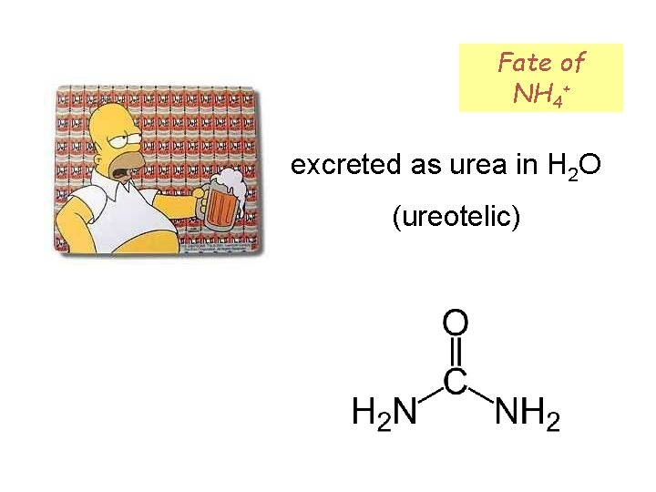 Fate of NH 4+ excreted as urea in H 2 O (ureotelic) 