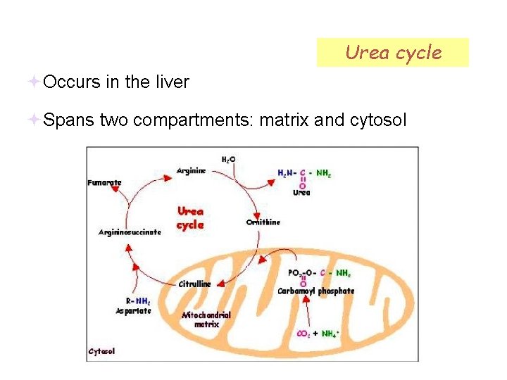 Urea cycle Occurs in the liver Spans two compartments: matrix and cytosol 