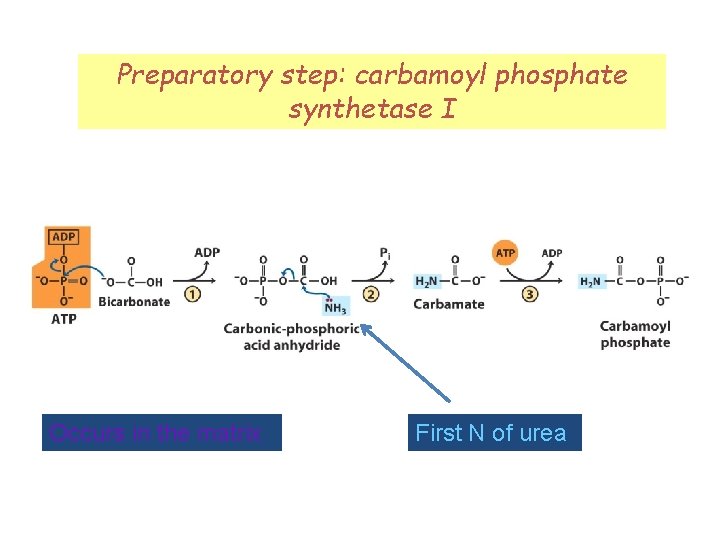 Preparatory step: carbamoyl phosphate synthetase I Occurs in the matrix First N of urea