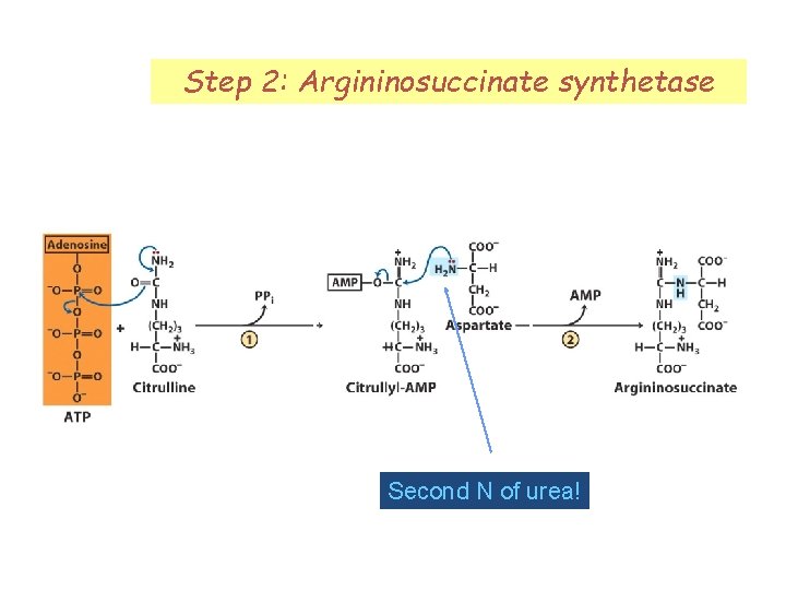 Step 2: Argininosuccinate synthetase Second N of urea! 