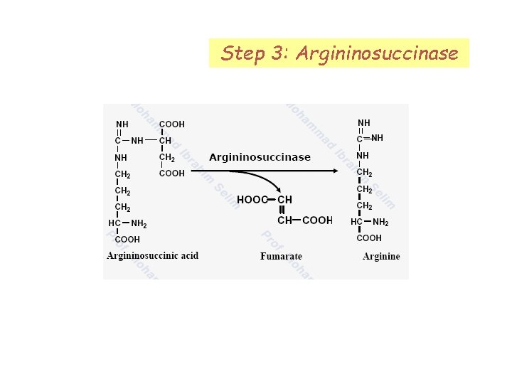 Step 3: Argininosuccinase 