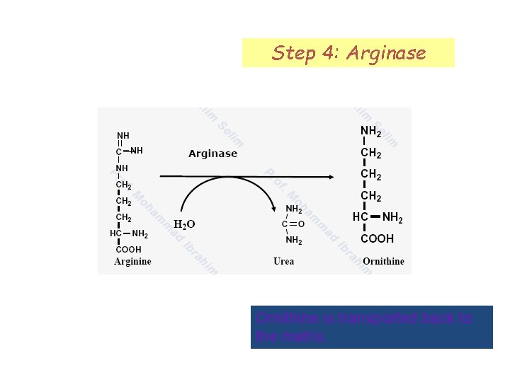 Step 4: Arginase Ornithine is transported back to the matrix. 