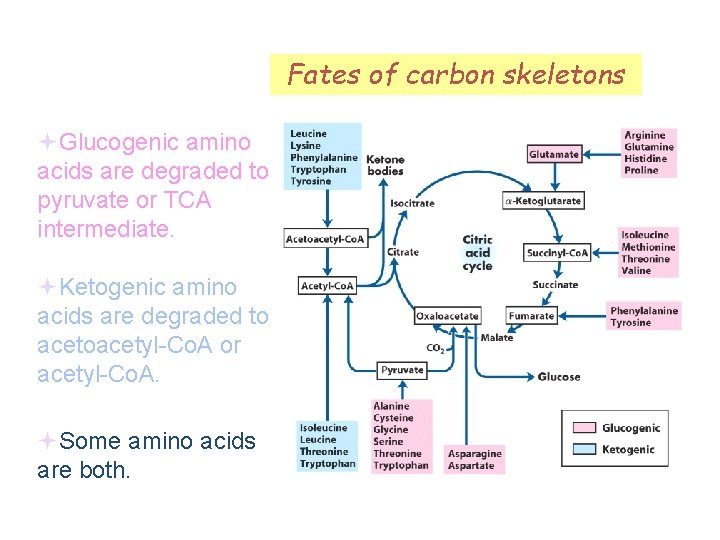 Fates of carbon skeletons Glucogenic amino acids are degraded to pyruvate or TCA intermediate.