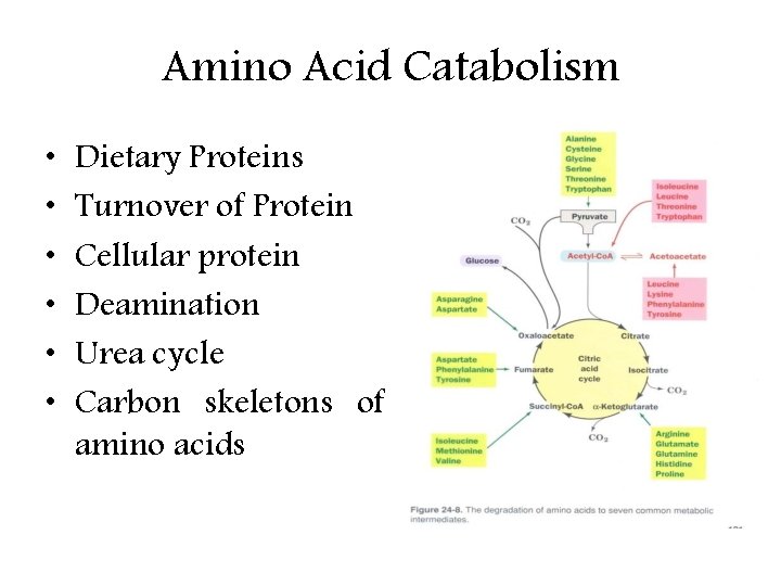 Amino Acid Catabolism • • • Dietary Proteins Turnover of Protein Cellular protein Deamination