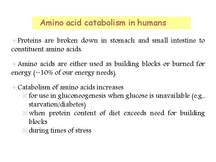 Amino acid catabolism in humans Proteins are broken down in stomach and small intestine