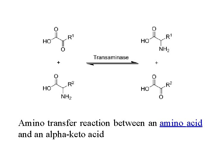 Amino transfer reaction between an amino acid an alpha-keto acid 