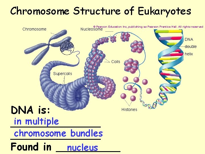 Chromosome Structure of Eukaryotes © Pearson Education Inc, publishing as Pearson Prentice Hall. All