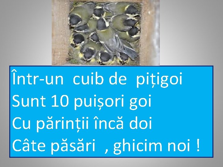 Într-un cuib de pițigoi Sunt 10 puișori goi Cu părinții încă doi Câte păsări