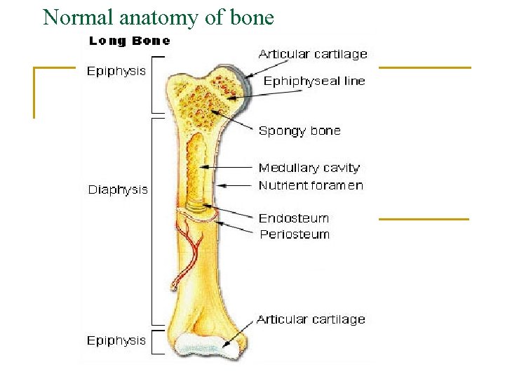 Normal anatomy of bone 