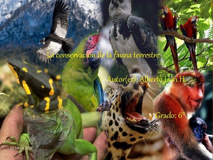 La conservación de la fauna terrestre Autor(es): Alberto Jaén H. Grado: 6° 02 March