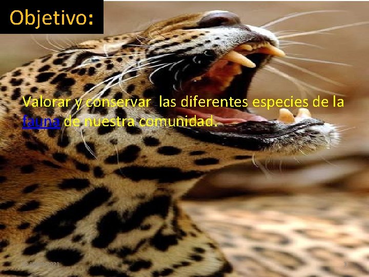 Objetivo: Valorar y conservar las diferentes especies de la fauna de nuestra comunidad. 02