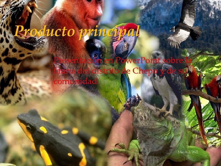Producto principal Presentación en Power. Point sobre la fauna del distrito de Chepo y