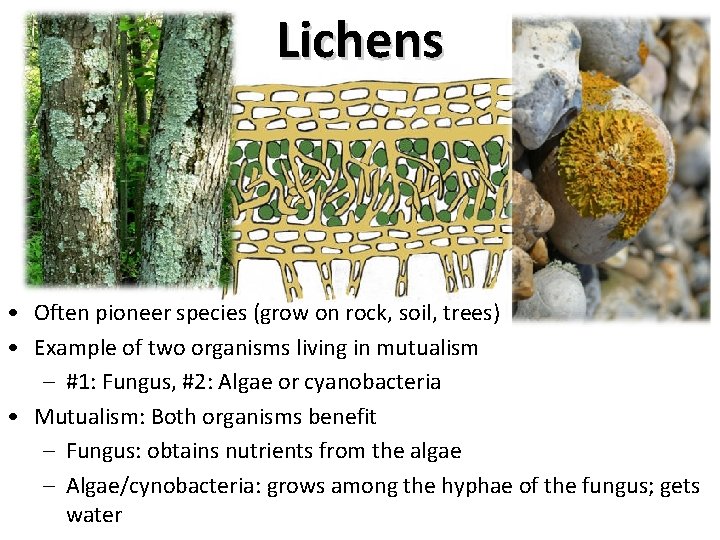 Lichens • Often pioneer species (grow on rock, soil, trees) • Example of two