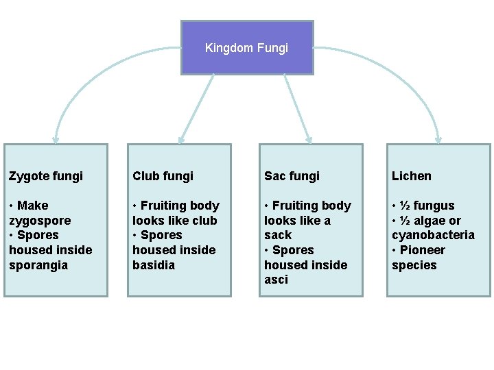 Kingdom Fungi Zygote fungi Club fungi Sac fungi Lichen • Make zygospore • Spores