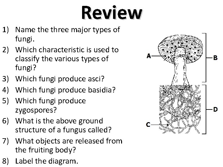 Review 1) Name three major types of fungi. 2) Which characteristic is used to