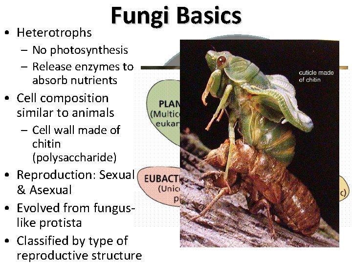  • Heterotrophs Fungi Basics – No photosynthesis – Release enzymes to absorb nutrients