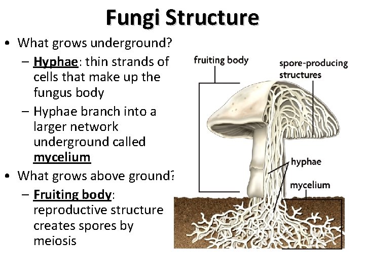 Fungi Structure • What grows underground? – Hyphae: thin strands of cells that make