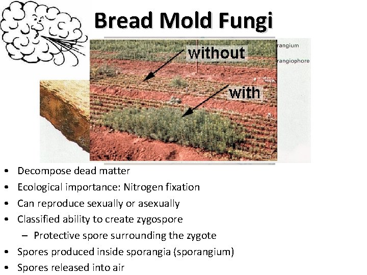 Bread Mold Fungi • • Decompose dead matter Ecological importance: Nitrogen fixation Can reproduce