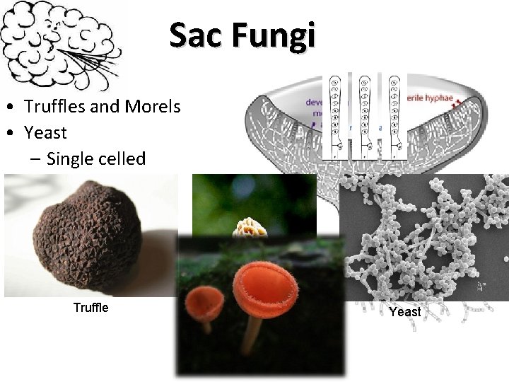 Sac Fungi • Truffles and Morels • Yeast – Single celled • Fruiting body