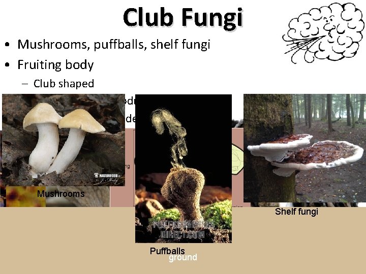 Club Fungi • Mushrooms, puffballs, shelf fungi • Fruiting body – Club shaped –