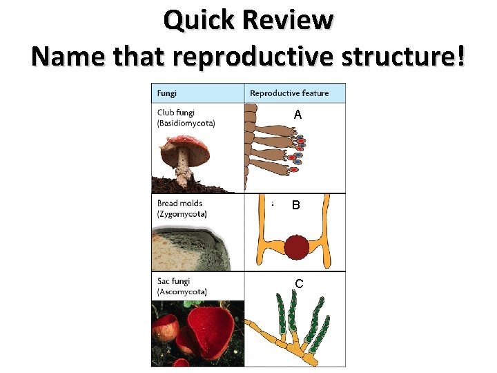 Quick Review Name that reproductive structure! A B C 