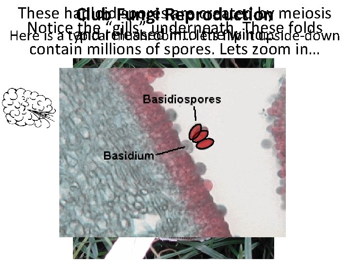 These haploid spores. Reproduction are created by meiosis Club Fungi Notice the released “gills”