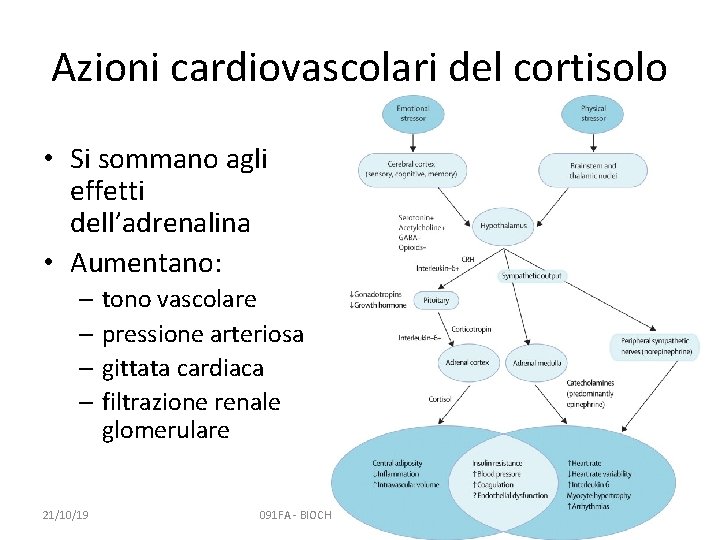 Azioni cardiovascolari del cortisolo • Si sommano agli effetti dell’adrenalina • Aumentano: – tono