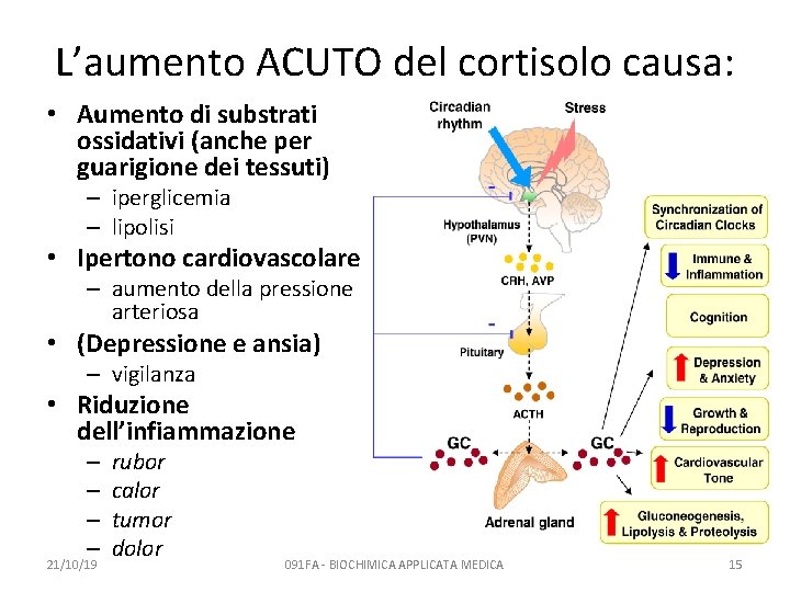 L’aumento ACUTO del cortisolo causa: • Aumento di substrati ossidativi (anche per guarigione dei