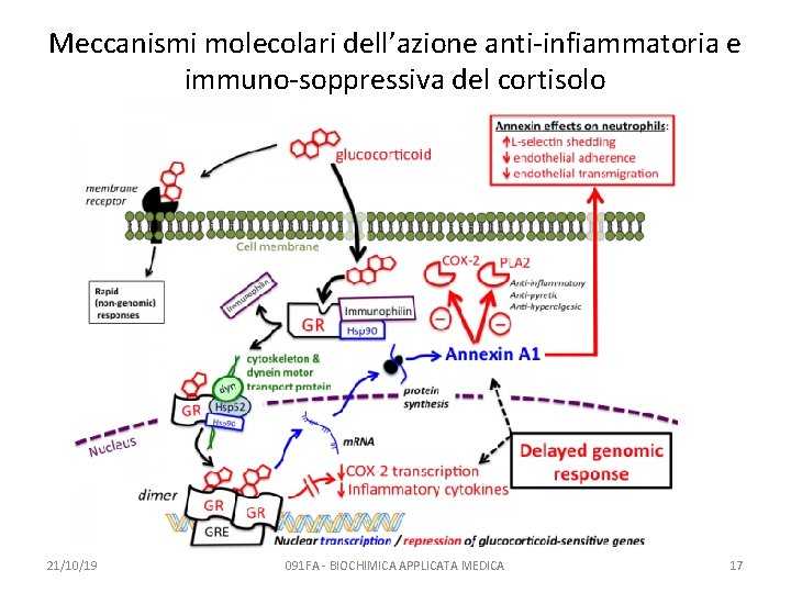 Meccanismi molecolari dell’azione anti-infiammatoria e immuno-soppressiva del cortisolo 21/10/19 091 FA - BIOCHIMICA APPLICATA