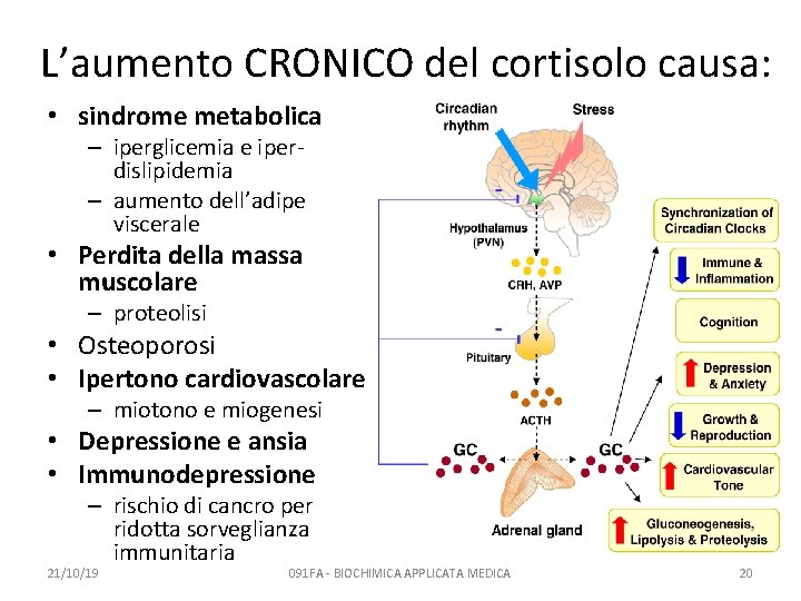 L’aumento CRONICO del cortisolo causa: • sindrome metabolica – iperglicemia e iperdislipidemia – aumento