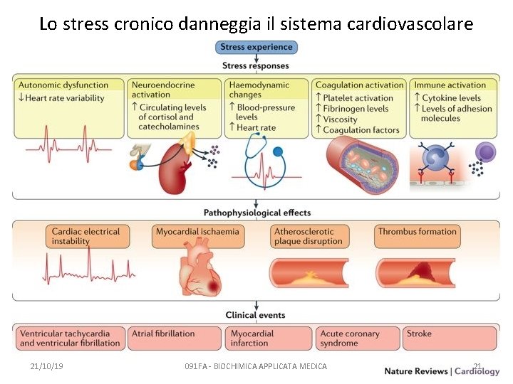 Lo stress cronico danneggia il sistema cardiovascolare 21/10/19 091 FA - BIOCHIMICA APPLICATA MEDICA