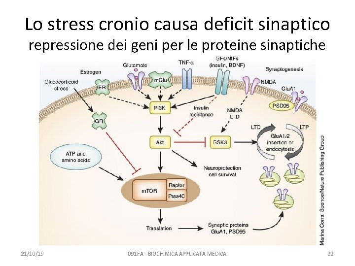 Lo stress cronio causa deficit sinaptico repressione dei geni per le proteine sinaptiche 21/10/19