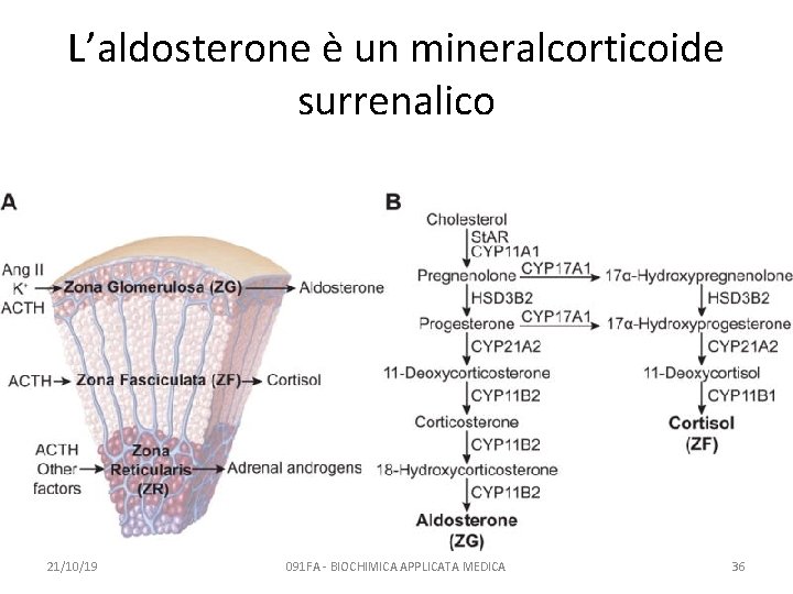 L’aldosterone è un mineralcorticoide surrenalico 21/10/19 091 FA - BIOCHIMICA APPLICATA MEDICA 36 