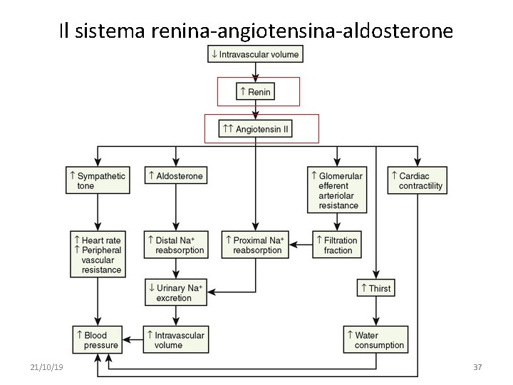 Il sistema renina-angiotensina-aldosterone 21/10/19 091 FA - BIOCHIMICA APPLICATA MEDICA 37 