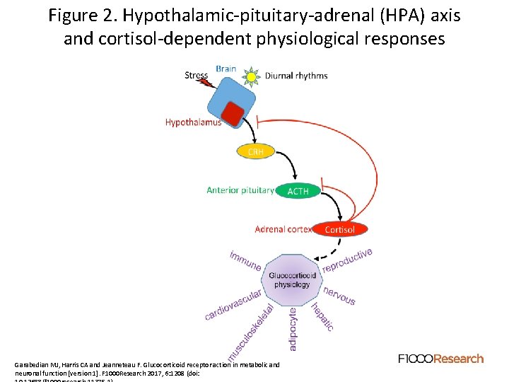 Figure 2. Hypothalamic-pituitary-adrenal (HPA) axis and cortisol-dependent physiological responses Garabedian MJ, Harris CA and