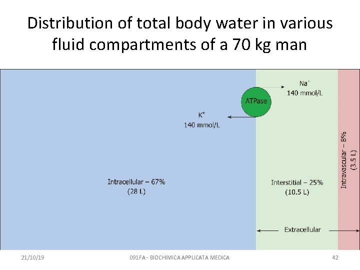 Distribution of total body water in various fluid compartments of a 70 kg man