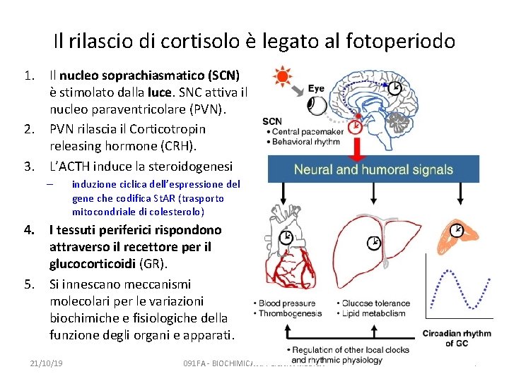 Il rilascio di cortisolo è legato al fotoperiodo 1. Il nucleo soprachiasmatico (SCN) è