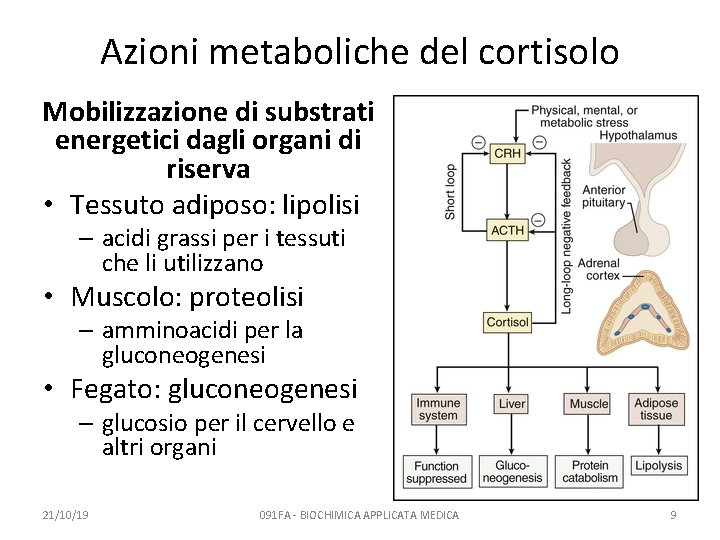 Azioni metaboliche del cortisolo Mobilizzazione di substrati energetici dagli organi di riserva • Tessuto