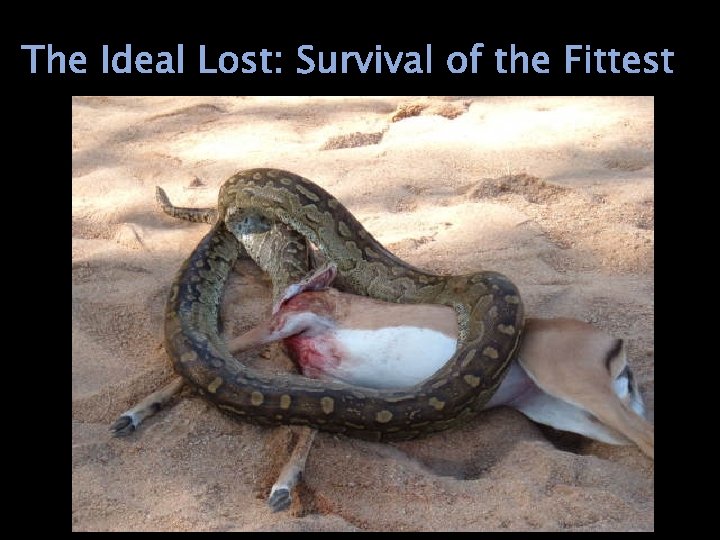 The Ideal Lost: Survival of the Fittest 