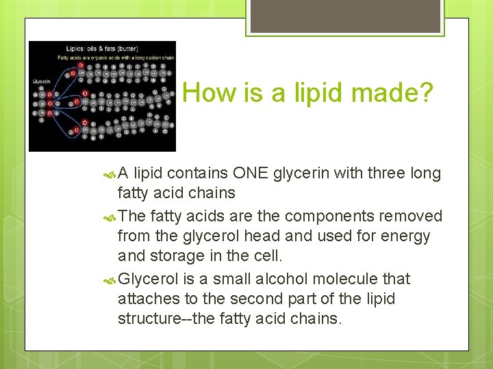 How is a lipid made? A lipid contains ONE glycerin with three long fatty