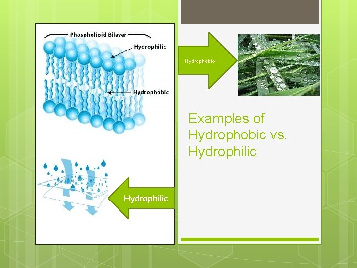 Hydrophobic- Examples of Hydrophobic vs. Hydrophilic 