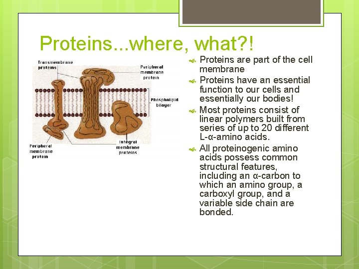 Proteins. . . where, what? ! Proteins are part of the cell membrane Proteins