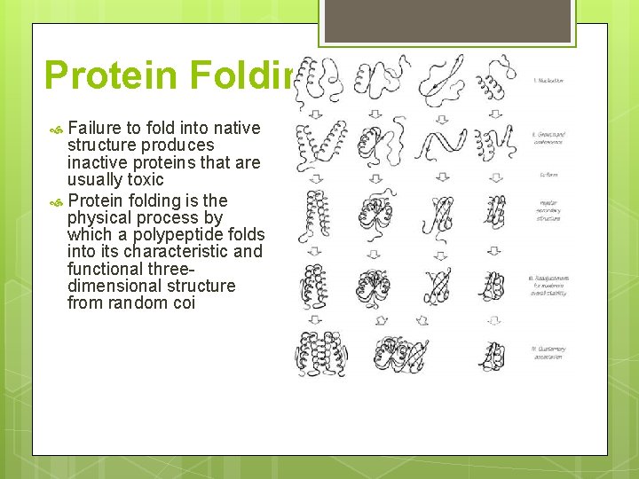 Protein Folding Failure to fold into native structure produces inactive proteins that are usually