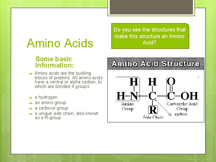 Amino Acids Some basic Information: Amino acids are the building blocks of proteins. All
